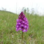 Eine Blume ist doch immer ein schöner Anblick
